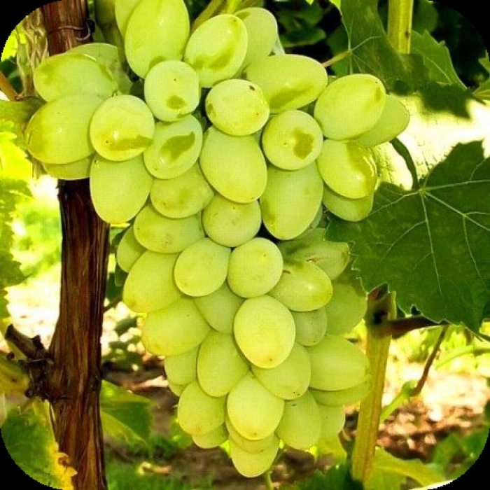Виноград августин