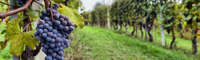 Виноград асьма