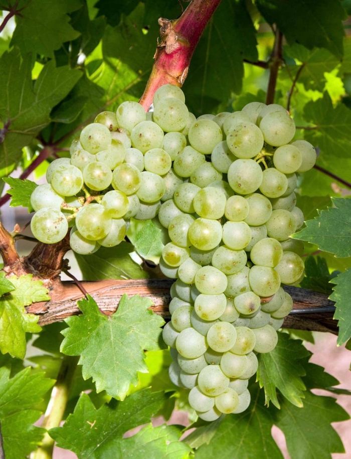 Арени сорт винограда