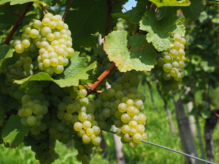 Vitis vinifera лоза