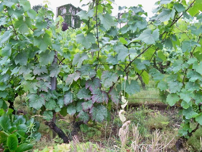 Виноградный куст
