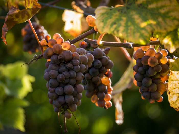 Семейства виноградных виноград