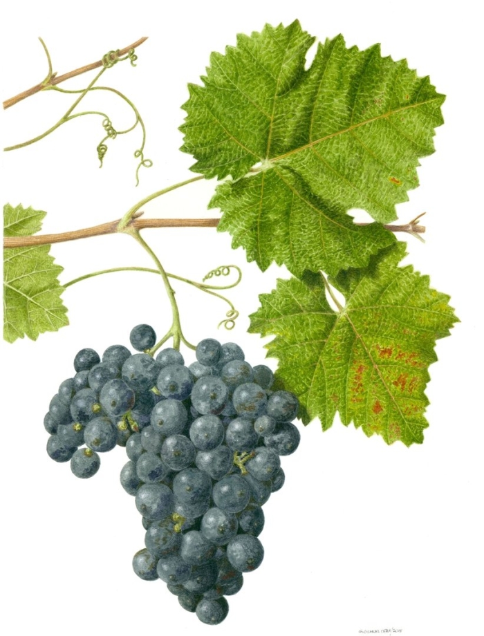 Виноград сорт