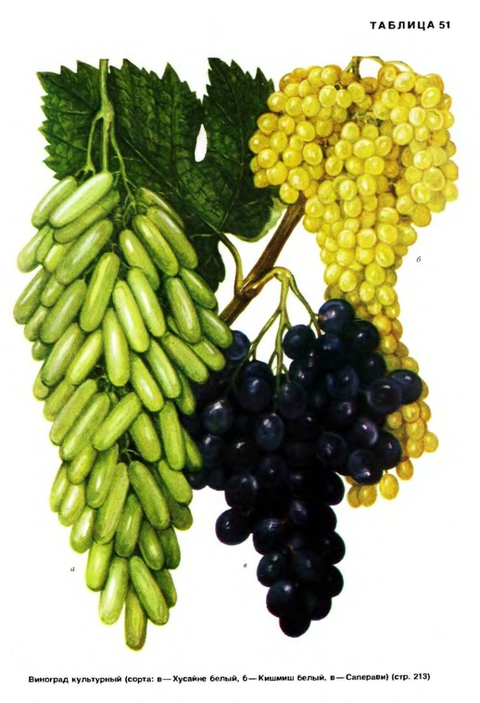 Виноград дамские пальчики черный