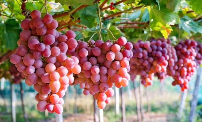 Виноград кардинал