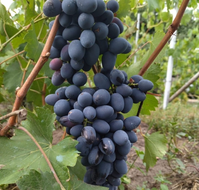 Сорт винограда забава