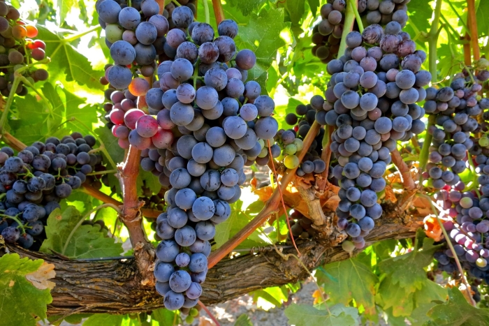 Темпранильо сорт винограда