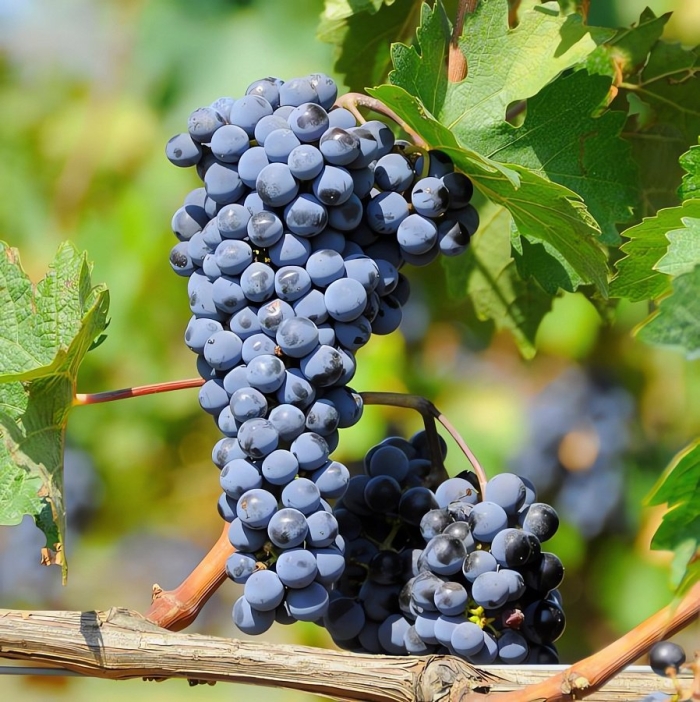 Виноград неукрывной неретинский