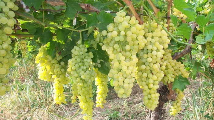 Виноград кишмиш ниагара