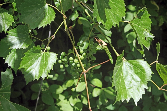 Vitis rotundifolia