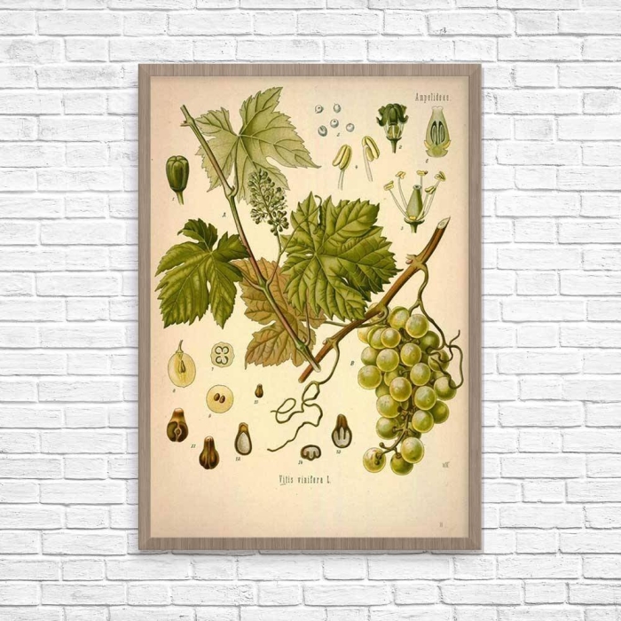 Ботаническая иллюстрация виноградная лоза