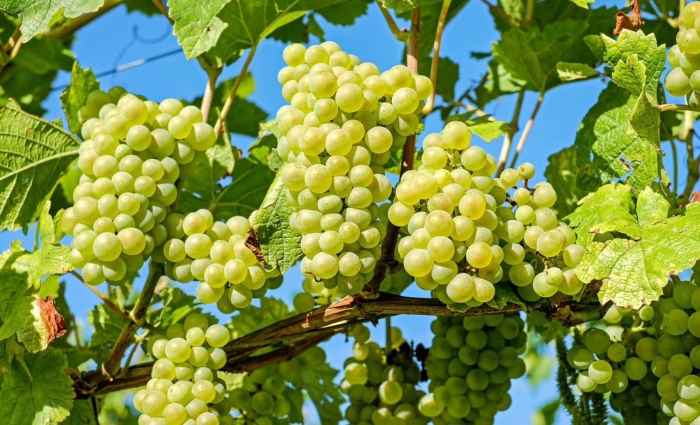 Виноград онтарио