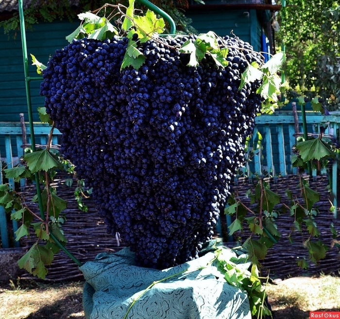 Донская лоза виноградная гроздь