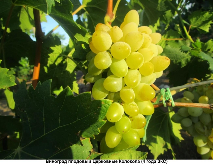 Виноград кишмиш нептун