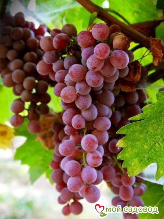 Виноград сорт мускат ранний красный