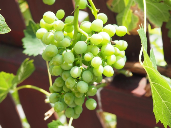 Виноград vitis vinifera