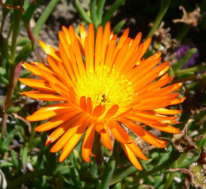 Lampranthus aureus