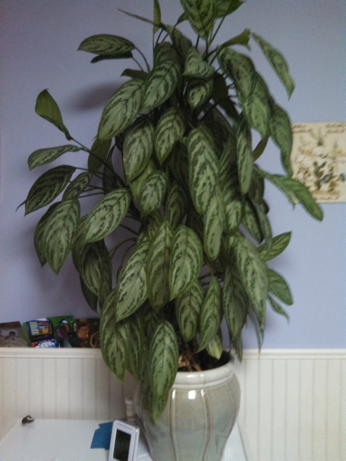 Растение комнатное