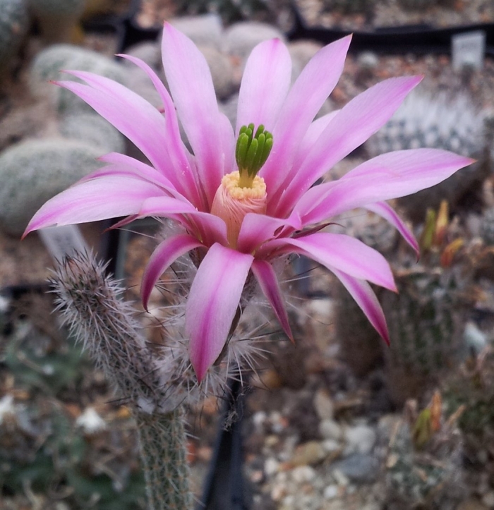 Echinocereus wilcoxia poselgeri