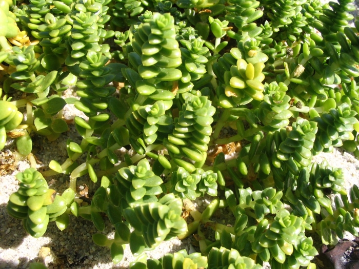 Honckenya oblongifolia
