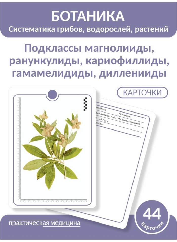 Подкласс гамамелидиды