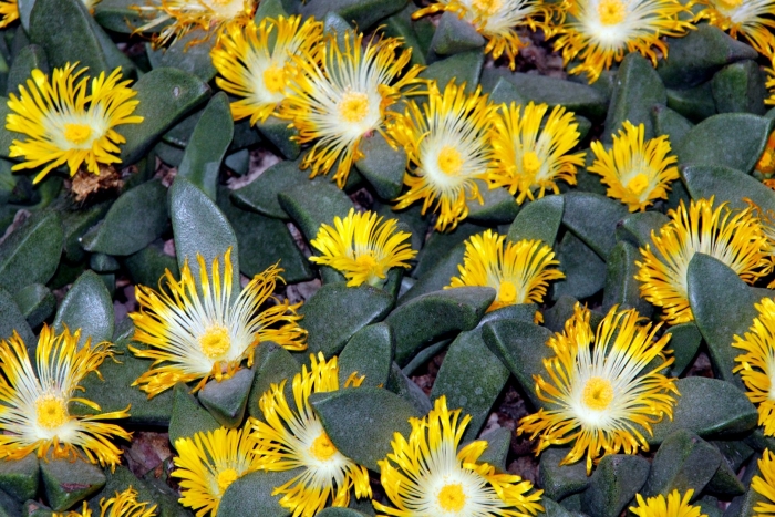 Плейоспилос компактус