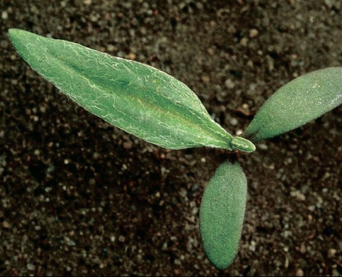 Горец шероховатый семядоли