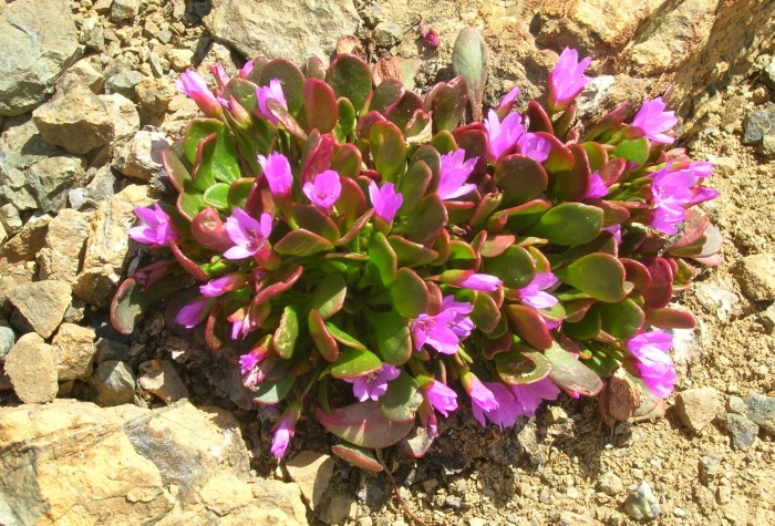 Claytonia megarhiza