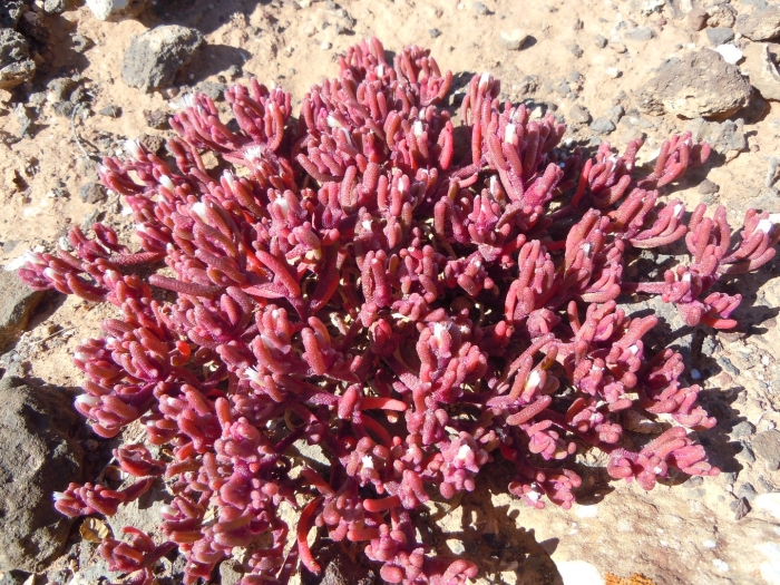 Mesembryanthemum nodiflorum