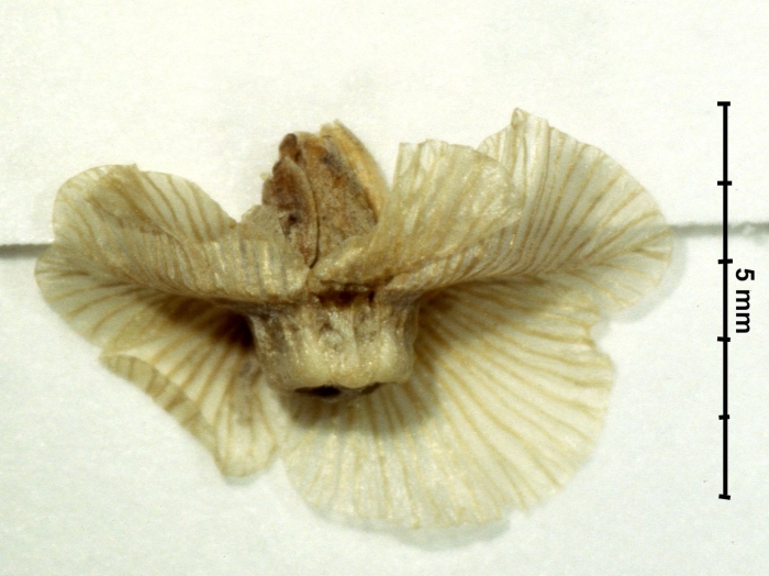 Halothamnus somalensis