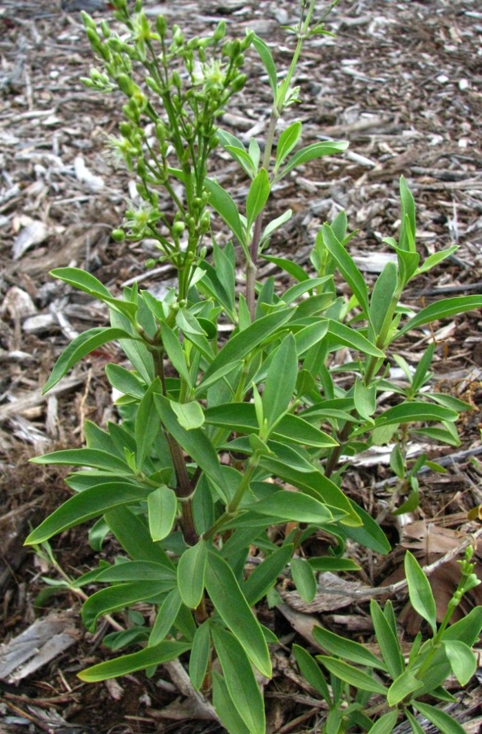 Мелколепестник канадский erigeron canadensis