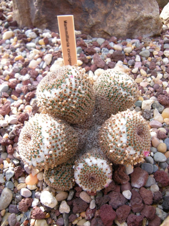 Маммиллярия круцигера