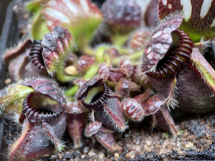 Цефалотус растение хищник