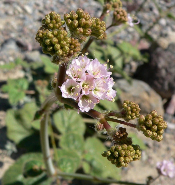 Anulocaulis annulatus