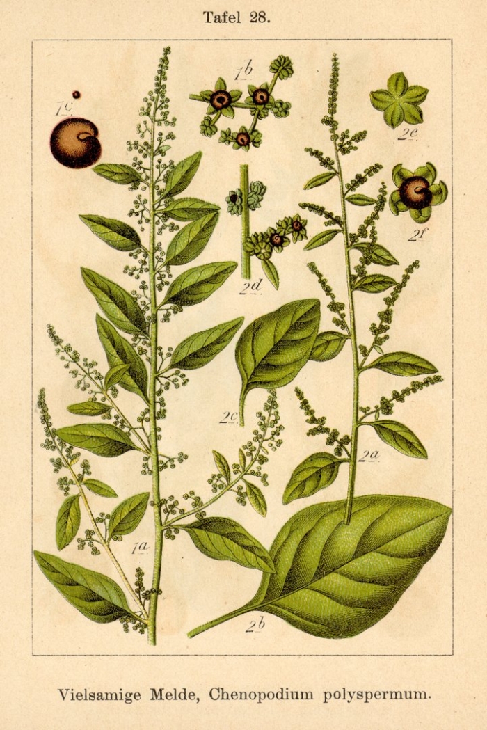 Марь многосемянная