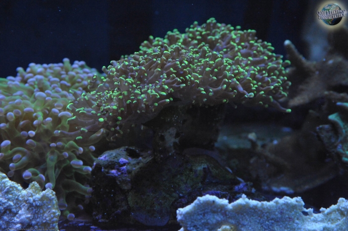 Эуфилия молоточковая