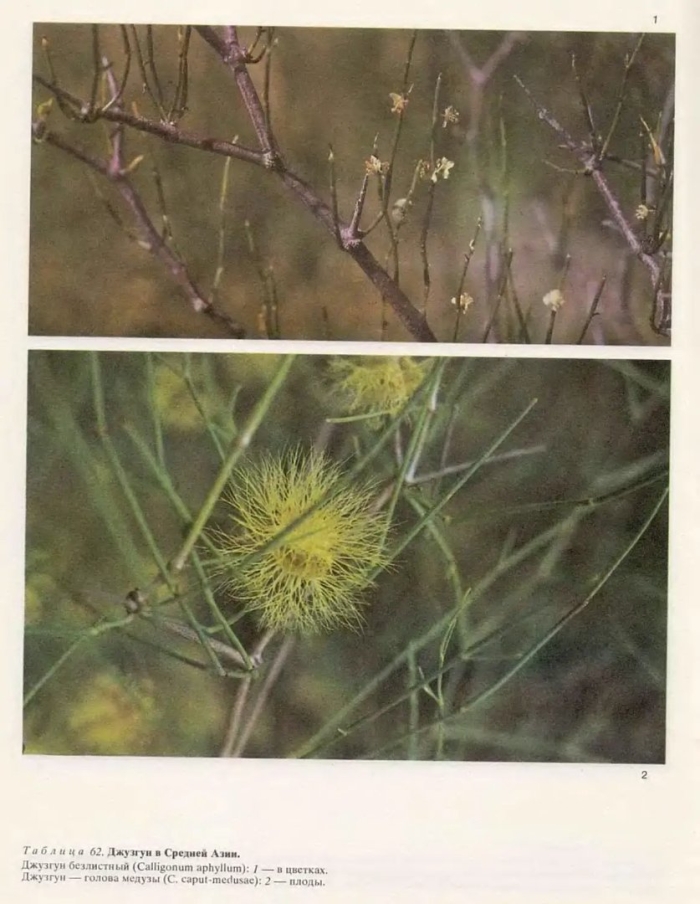 Джузгун безлистный calligonum aphyllum