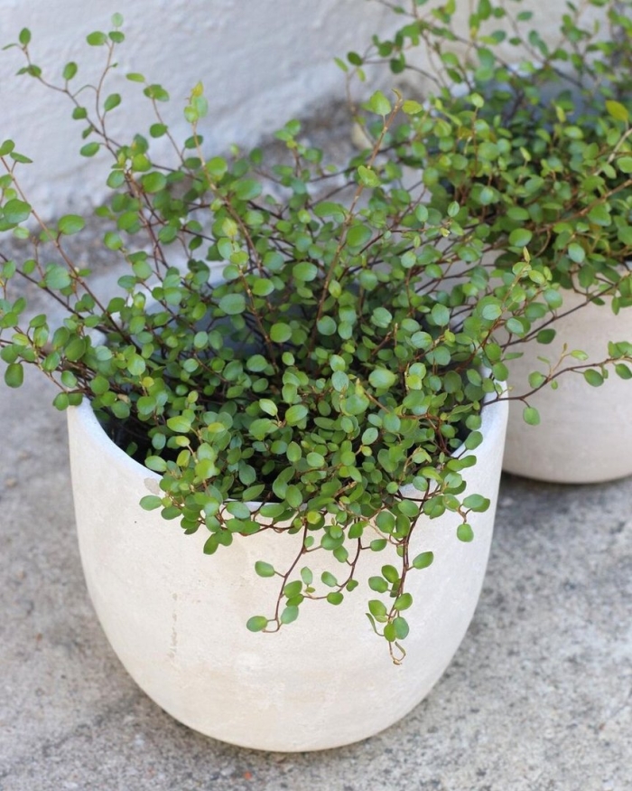 Мюленбекия плосковеточная