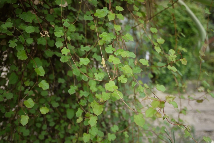 Muehlenbeckia complexa