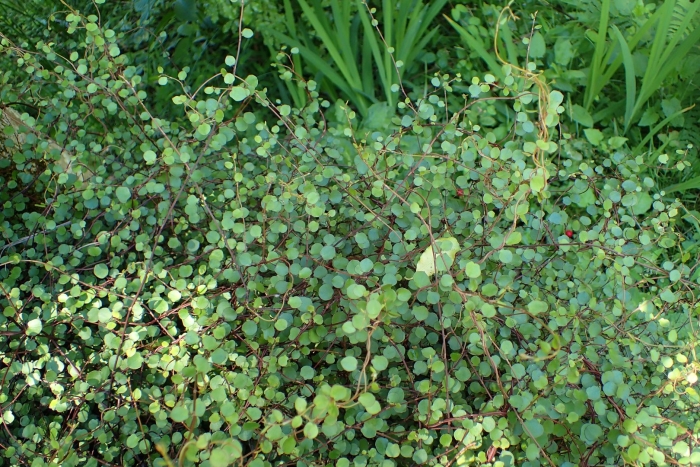 Muehlenbeckia astonii