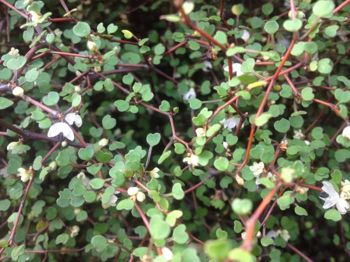 Мюленбекия ампельная