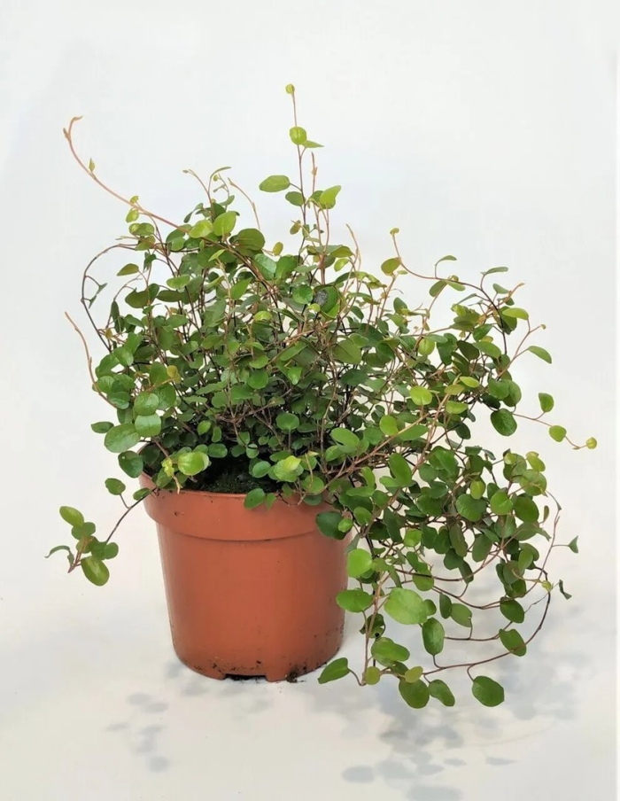 Мюленбекия ампельная