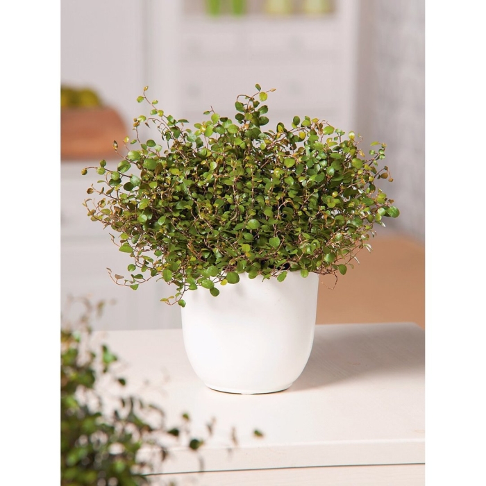 Пилея мюленбекия