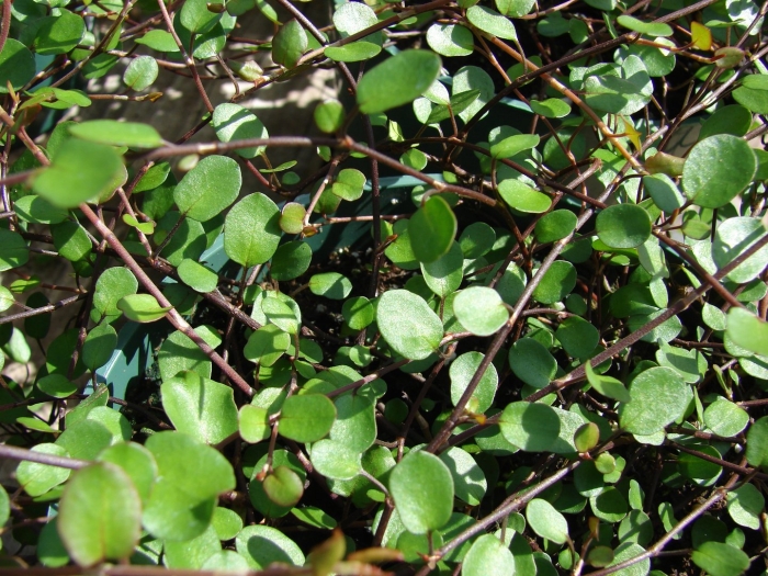 Muehlenbeckia australis