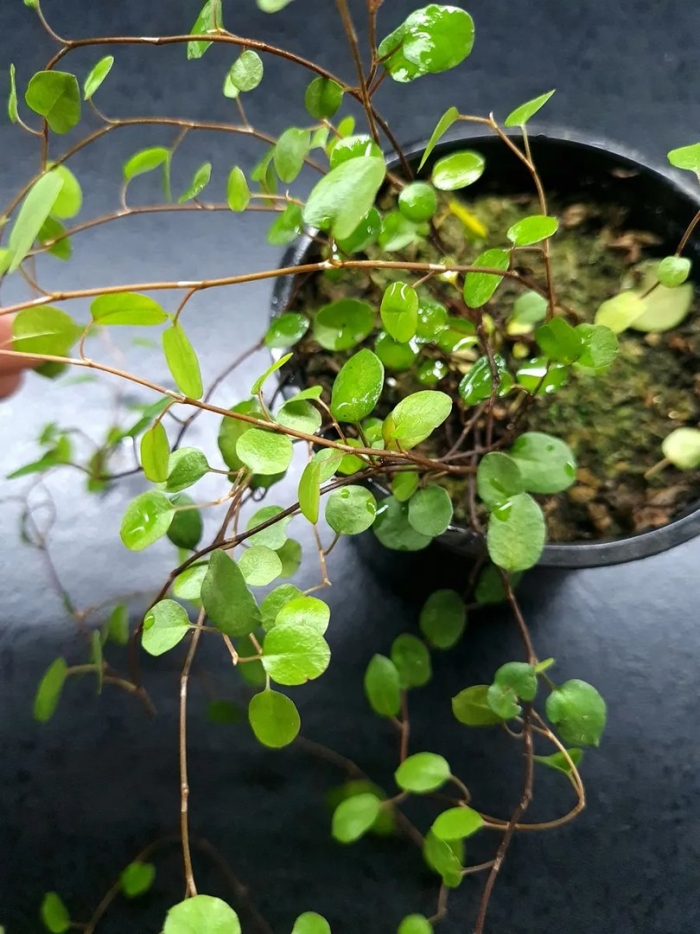 Мюленбекия спутанная