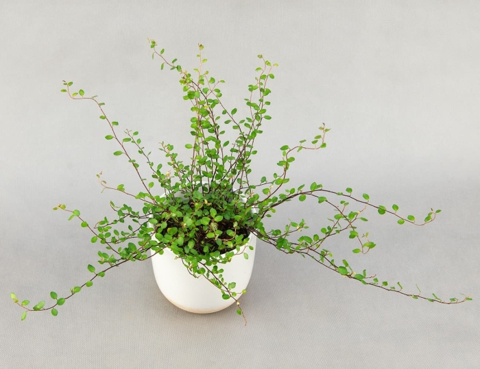 Мюленбекия спутанная