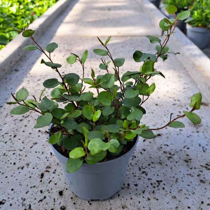 Мюленбекия спутанная