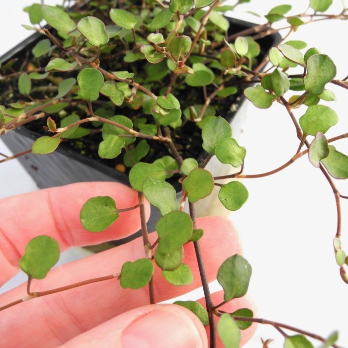 Мюленбекия ампельная