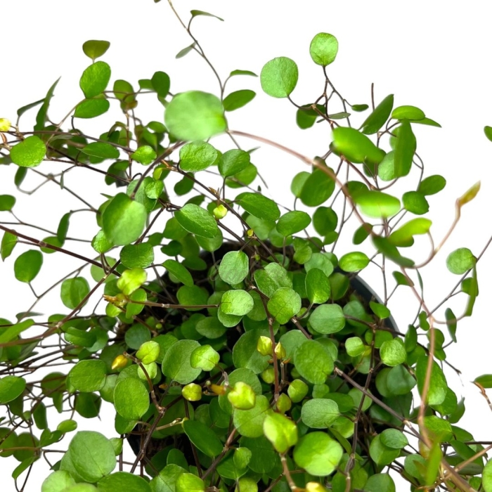 Мюленбекия ампельная