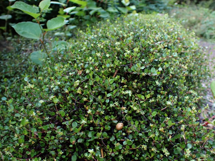 Muehlenbeckia axillaris